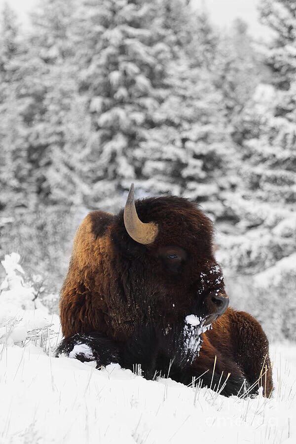 In-House Crafted Security System